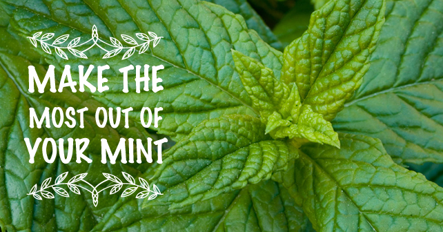 Make-the-most-out-of-your-Mint